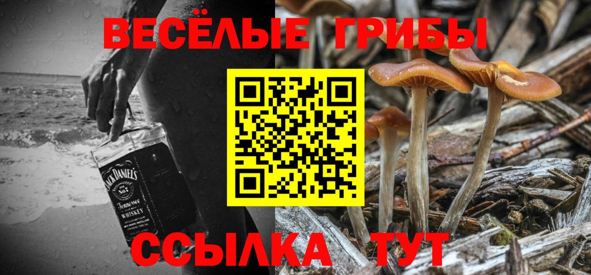 Галлюциногенные грибы Psilocybe Ноябрьск